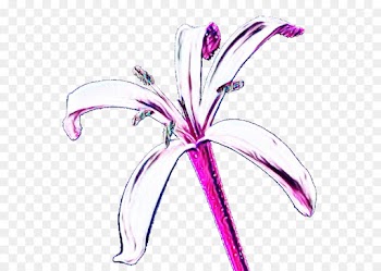 flower plant pink violet petal