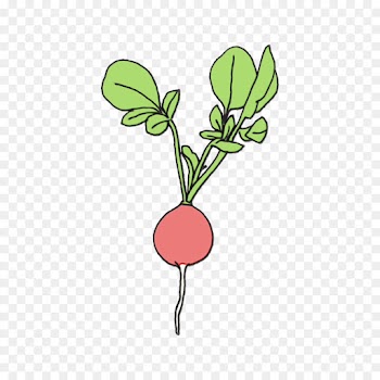 flower plant radish leaf flowering plant
