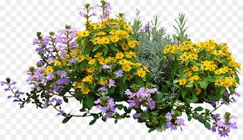 Flower Plant Shrub - bushes 