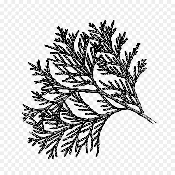 Flower Plant stem Leaf Pine Pattern -  