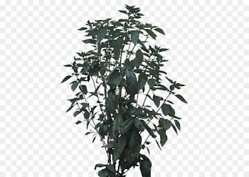 flower plant tree flowering plant woody plant