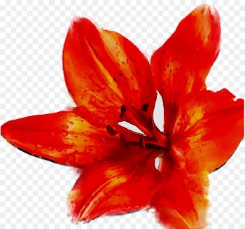 Flower, Plants, Cut Flowers, Flowering Plant, Petal PNG
