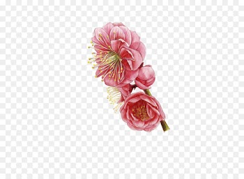 Flower - Plum flower 