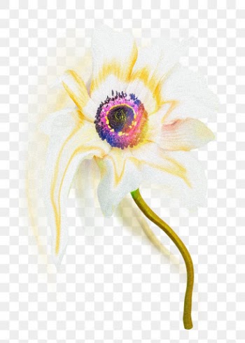 Flower PNG anemone sticker, pastel white… | Free stock illustration | High Resolution graphic
