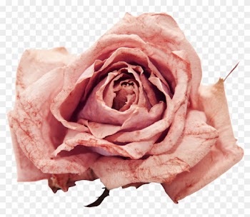Flower Png By Violettalestrange Flower Png By Violettalestrange - Dry Rose Png