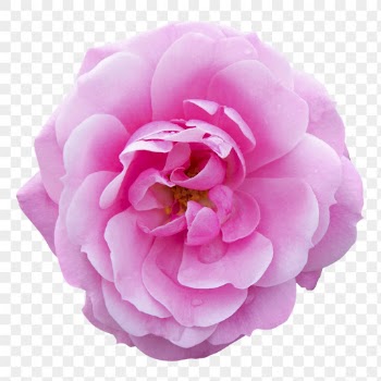 Flower png, pink garden rose | Free PNG - rawpixel