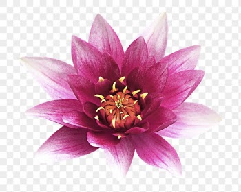Flower png, pink water lily | Free PNG - rawpixel