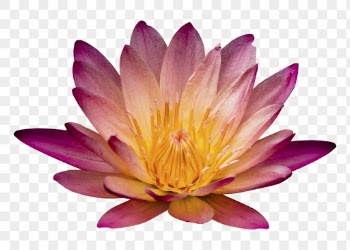 Flower png, red water lily | Free PNG - rawpixel