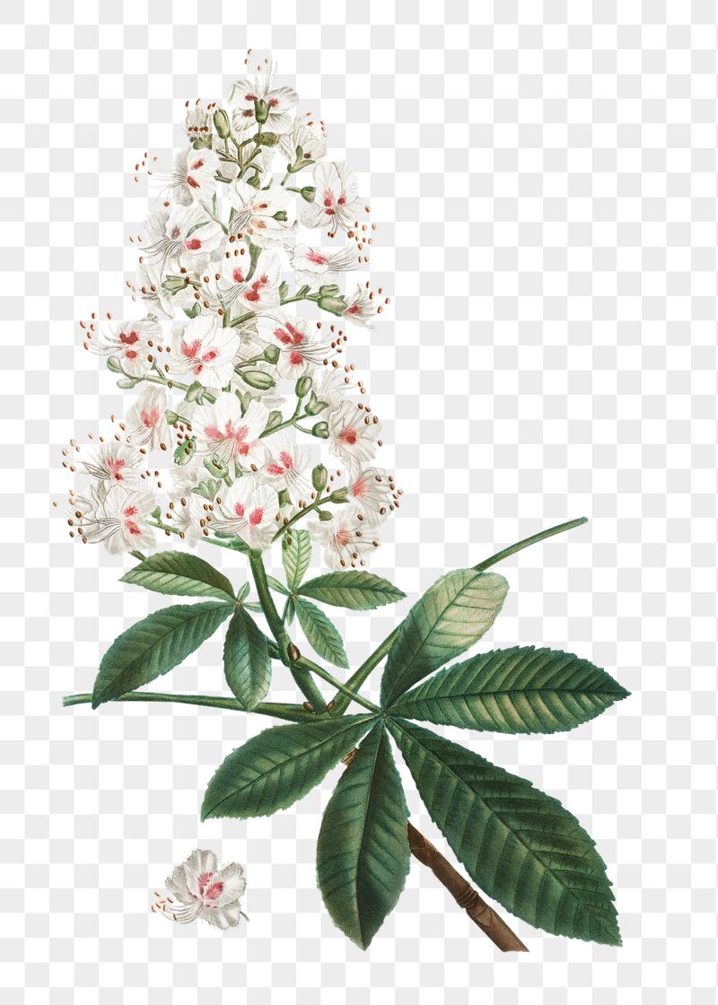 Flower png sticker, horse chestnut | Free PNG - rawpixel