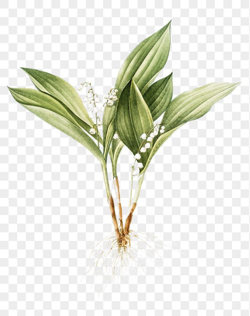 Flower png sticker, Lily of the valley, | Free PNG - rawpixel