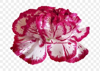 Flower png, two-tone carnation clipart, | Free PNG - rawpixel