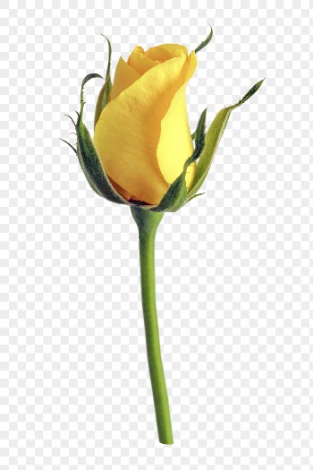 Flower png, yellow rose collage | Free PNG - rawpixel