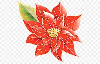 flower poinsettia leaf plant petal