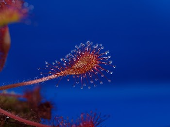 Flower Pollen Stem