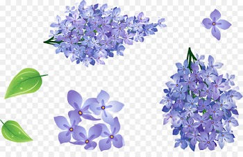 Flower Portable Network Graphics Image Alphabet Painting - stefania background 