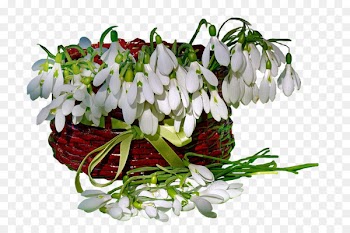 Flower Portable Network Graphics Image Spring Birthday - flower 