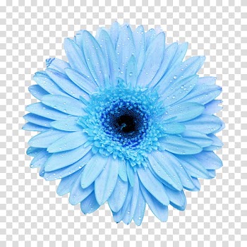Flower power s, blue Gerbera daisy flower art transparent background PNG clipart