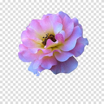 Flower power s, pink and white petaled flower transparent background PNG clipart