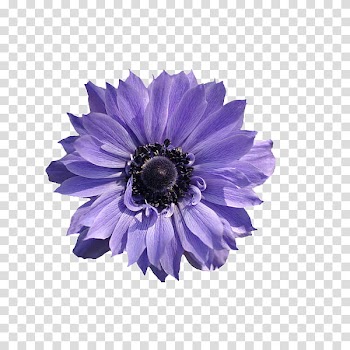 Flower power s, purple anemone flower art transparent background PNG clipart