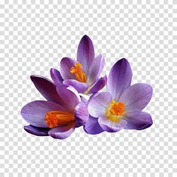 Flower power s, purple crocus flowers art transparent background PNG clipart