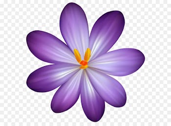 Flower Purple Clip art - Purple Crocus Flower PNG Clipart Image 