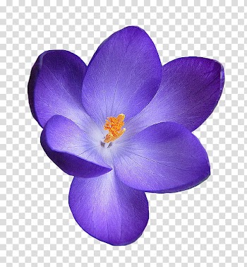 Flower, purple-petaled flower transparent background PNG clipart