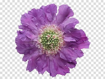 Flower, purple-petaled flowers transparent background PNG clipart