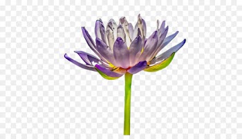flower purple plant violet flowering plant
