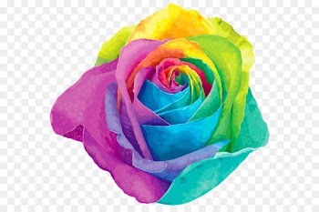 Flower Rainbow rose Clip art - Multicolored Rainbow Rose Transparent PNG Clip Art Image 