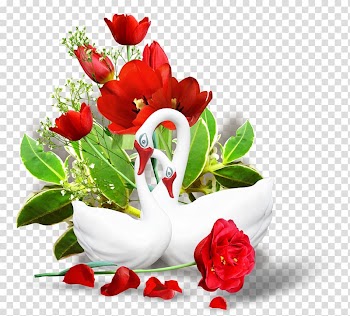 Flower , real flower transparent background PNG clipart
