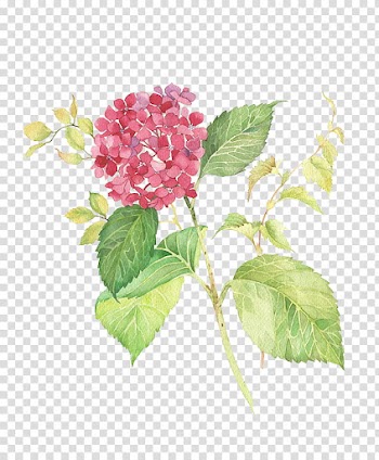 Flower, red petaled flowers transparent background PNG clipart