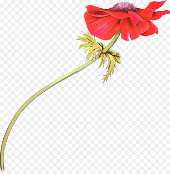flower red plant flowering plant petal