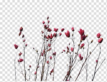 Flower Red Purple, Purple bud transparent background PNG clipart