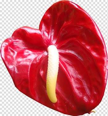 Flower Red, red flowers transparent background PNG clipart