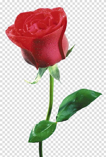 Flower, red rose flower transparent background PNG clipart