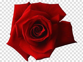 Flower, red rose flower transparent background PNG clipart