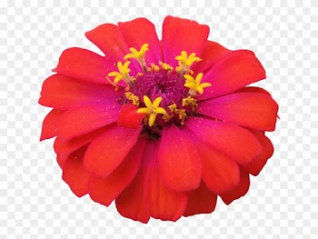 Flower, Red, Zinnia, Nature, Flowers Isolated - Zinnia Png