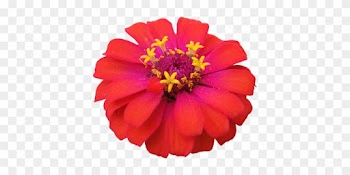 Flower Red Zinnia Nature Flowers Isolated - Zinnia Png
