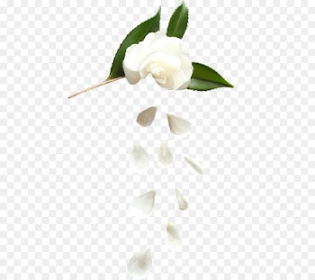 Flower Rosa × alba Petal Computer file - White roses 