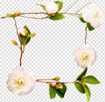 Flower Rosa chinensis Floral design, White Rose transparent background PNG clipart