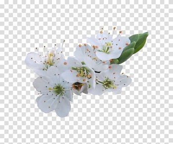 Flower Rose Blossom, White Pear transparent background PNG clipart