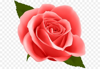 Flower Rose Clip art - Red Rose PNG Clip Art Image 