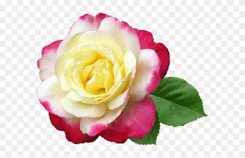 Flower, Rose, Double Delight, Perfumed, Cut Out - Garden Roses