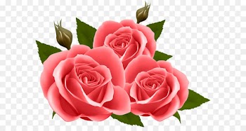 Flower Rose Floral design Wallpaper - Red Roses PNG Clip Art Image 