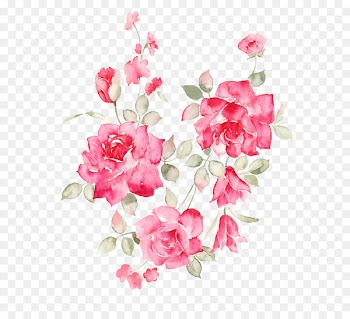 Flower Rose - flower 