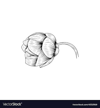 flower rose lineart creative design