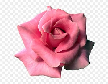 Flower, Rose, Pink, Bloom, Blossom, Nature, Plant - Video