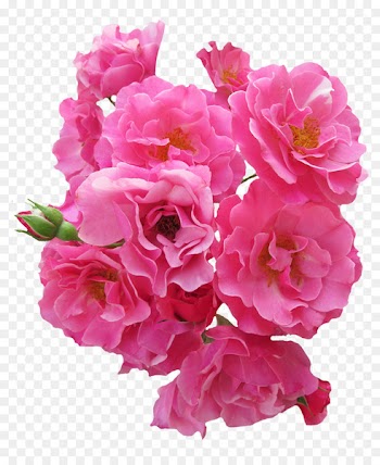 Flower Rose Pink - Bunch Pink Rose Flower 