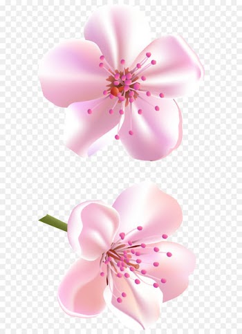 Flower Rose Pink Color - Spring Pink Tree Flowers PNG Clipart 