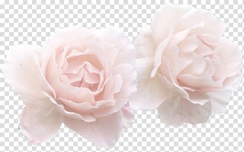 Flower Rose Pink , soft transparent background PNG clipart
